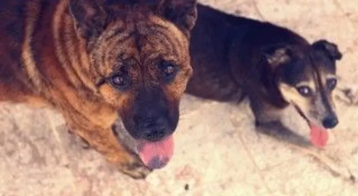 Esterilizarán perros y gatos callejeros en la Ciudad Colonial