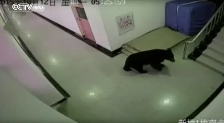Un oso negro irrumpe en un colegio en China aterrorizando a los estudiantes