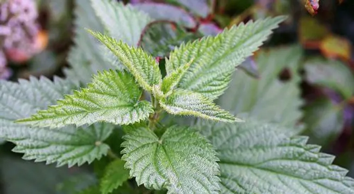 Los mejores antihistamínicos naturales para disminuir alergias