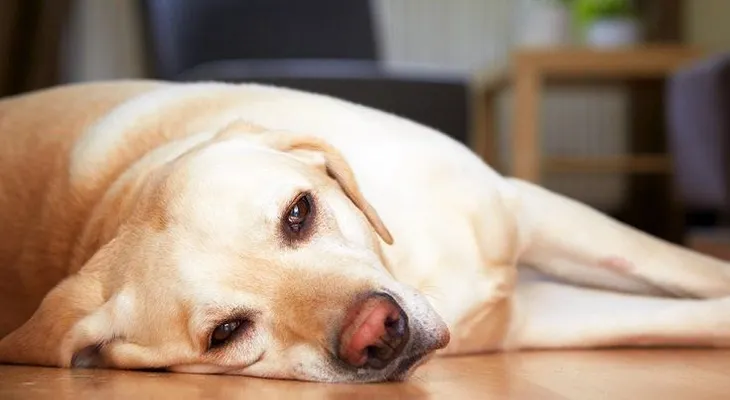 11 signos de cáncer en perros que debes saber si son tus mascotas