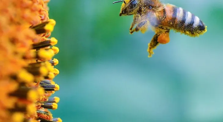 EE.UU. pone a 7 tipos de abejas en la lista de especies en peligro de extinción