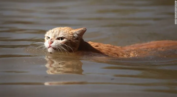 Los otros afectados de Harvey: perros, gatos y caimanes navegan por las calles inundadas