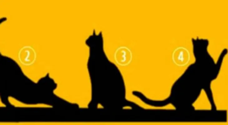 Elige un gato del 1 al 4 y sabrás tu personalidad