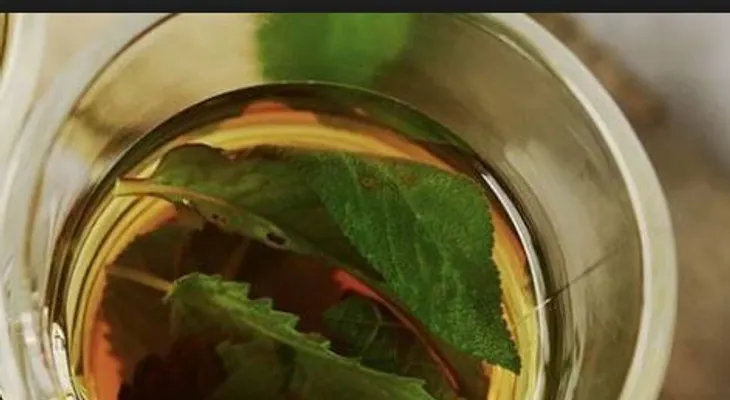 Infusión de  hojas de aguacate cura la fiebre, dolor de cabeza, migraña y cólicos menstruales