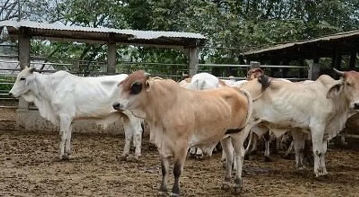 Roban cuatro vacas, y se cree fueron llevadas hacia Haiti