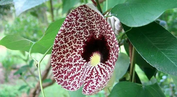 Descubren una planta china que causa cáncer