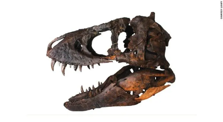 En subasta: cráneo de T. rex por 1,8 millones de dólares