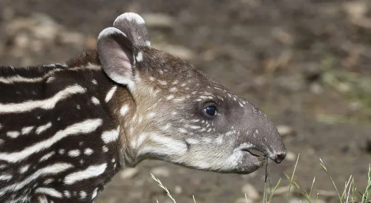 Intacto: Hallan en España los restos fósiles completos de un tapir de 3 millones de años