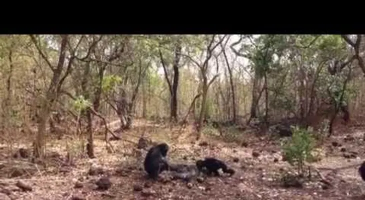 Un grupo de chimpancés mata y se come a su tirano líder y sorprende a los científicos (VIDEO)