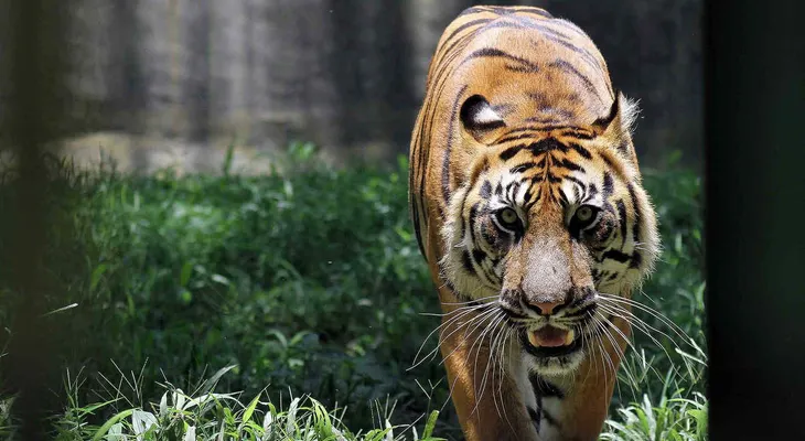 Tigre mata a su cuidador en zoológico de Polonia
