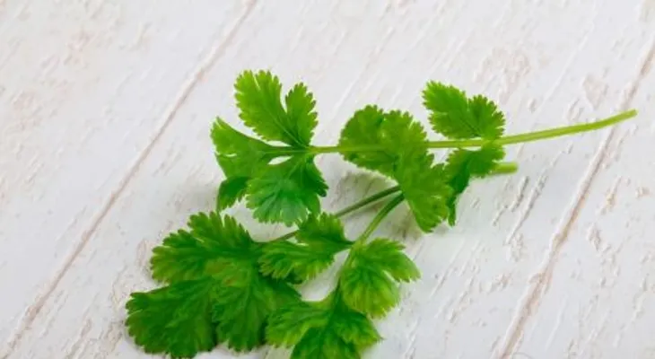 Cilantro cuida de tu digestión