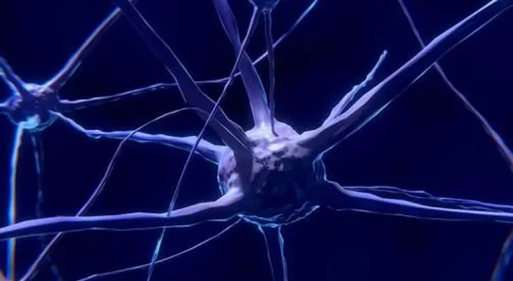 Descifran la maquinaria que decide cómo crecen y se mueven las neuronas