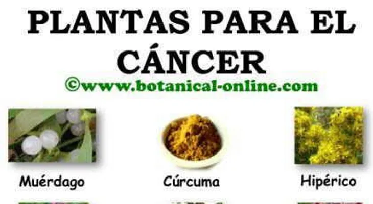 Hierbas que son buenas para el cáncer de estómago