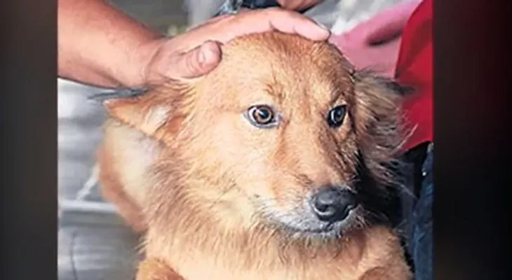 5 asombrosos relatos de perros heroicos
