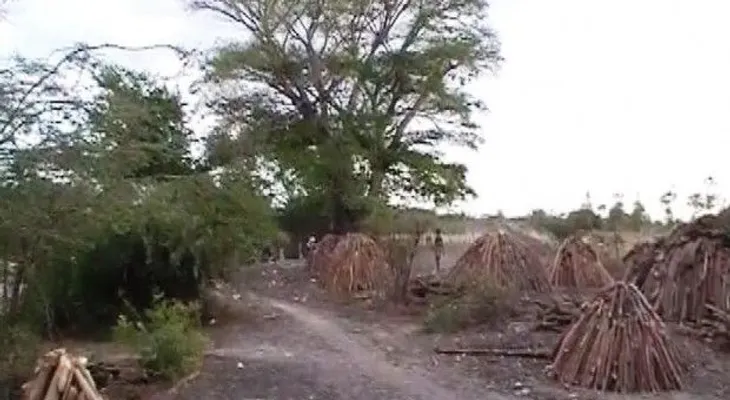 Denuncian haitianos talan árboles en la frontera para hacer carbón