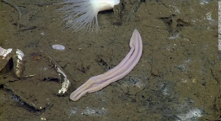 Descubren nueva especie que parece un calcetín viejo... y podría ser clave en la evolución