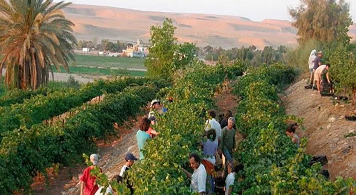 Se cumple profecí­a bí­blica: Desierto florece en Israel