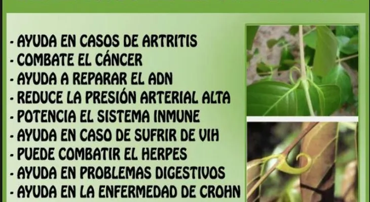 La uña de gato: inmunidad, artritis, cáncer, alergias, asma, diabetes, fatiga, infecciones, úlceras, hemorroides...