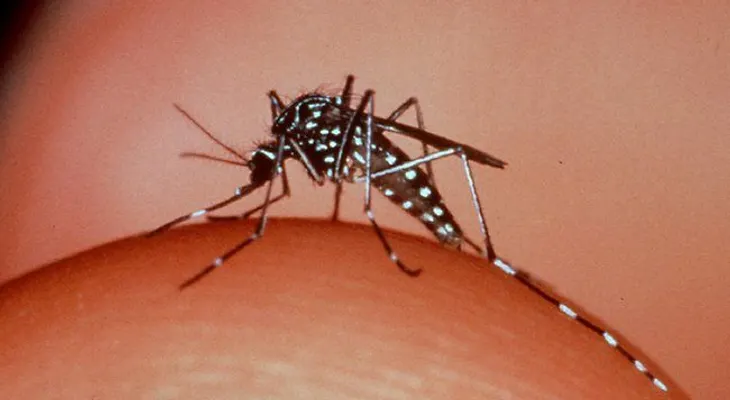 Feris afirma epidemia de dengue en la República Dominicana es por falta de recursos