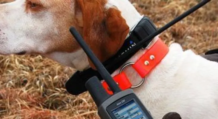 Evalúan brote de rabia en Pedernales; instalarán GPS a perros que cruzan la frontera