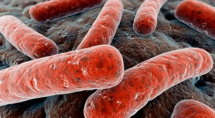 5 bacterias que se alimentan de la carne y provocan enfermedades