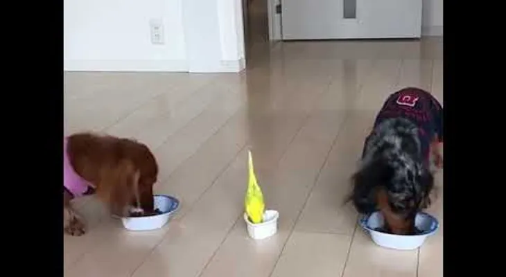 Los perros están muy emocionados con su comida, pero tienen un amiguito que viene a infortunarlo