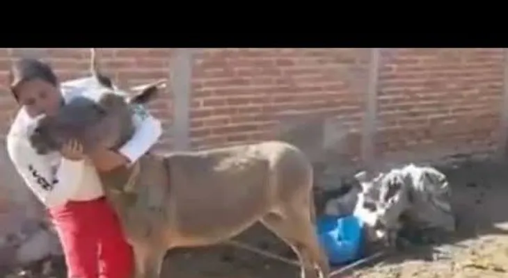  "¡Saluda mi amor!": Candidato a diputado besa a un burro en México en busca de votos 
