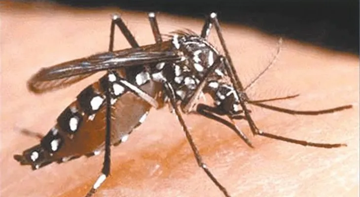 "Chikungunya llegó para quedarse": Feris Iglesias