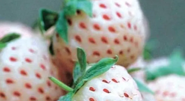 La increíble fruta sudamericana que asombra al mundo