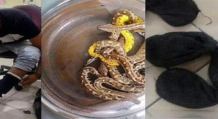 Apresan hombre intentó volar con 10 culebras debajo del pantalón