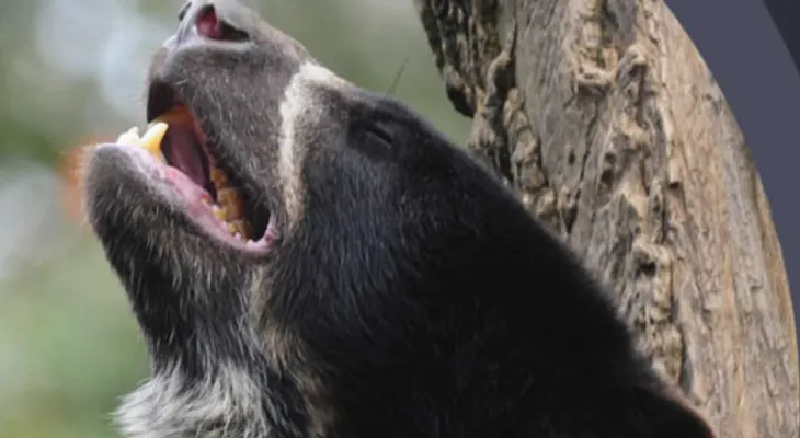 Indignación por cruel asesinato de un oso andino en Colombia a manos de un indígena