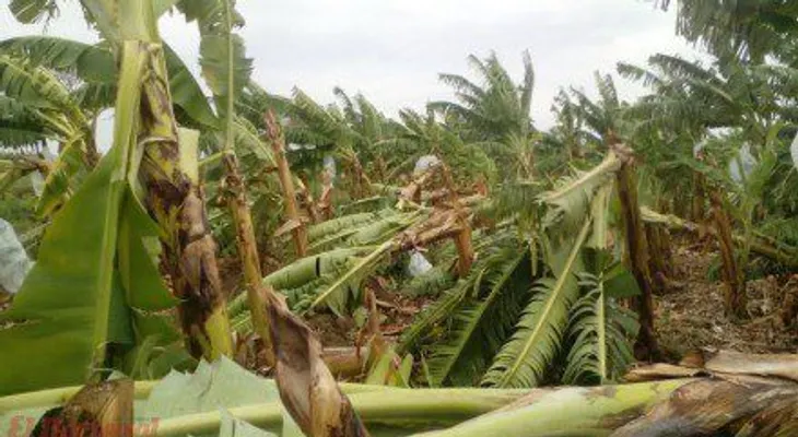 Érika dejó pérdidas de RD$50 millones en plantación banano Cruz de Manzanillo 
