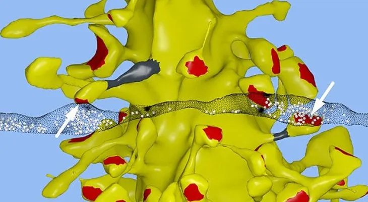 El cerebro humano es capaz de almacenar todo el contenido de Internet