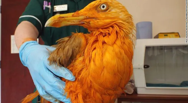 Gaviota al curry: el ave naranja que se volvió la estrella de las redes sociales tras un accidente