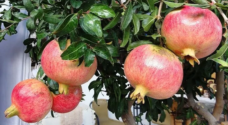 Cómo lograr una atractiva planta exótica de granada a partir de semillas