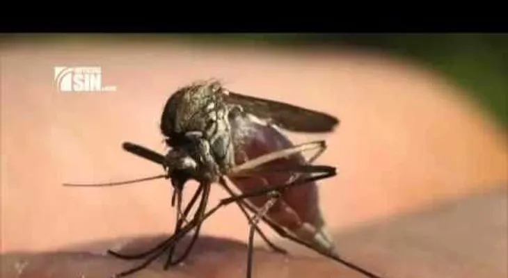 ¿Puede el virus del Zika transmitirse por relaciones sexuales? (VIDEO)