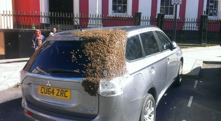Esto es increíble: Un unjambre de abejas persigue un auto por dos días para rescatar a su reina