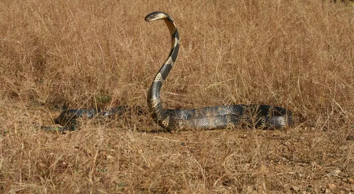 Autoridades de Florida en alerta por una cobra real que se escapó