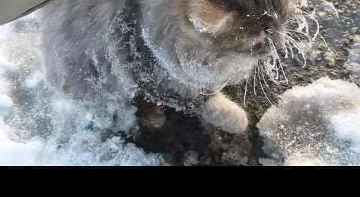 Rescatan a un gato que estuvo a punto de morir atascado en el hielo