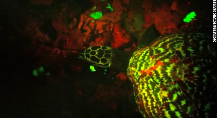 Científicos descubren la primera tortuga biofluorescente