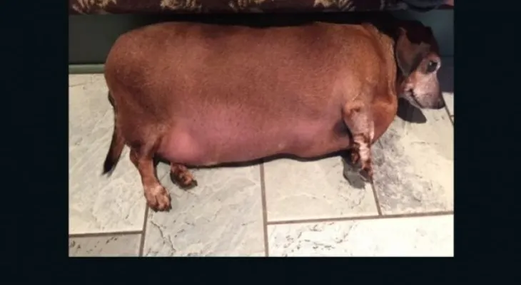 Un perro obeso y poco saludable logra una segunda oportunidad