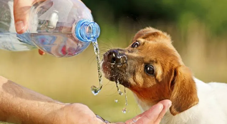¡Mosca! El calor puede ser mortal para perros y gatos