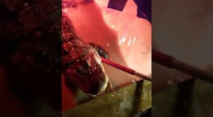 Descubrió huéspedes indeseados en el jacuzzi cuando fue a desalojar a un inquilino 