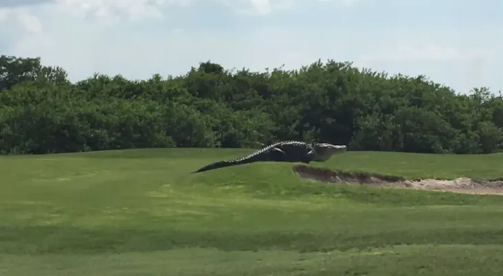 Un caimán gigante se pasea tranquilamente por un campo de golf en Florida