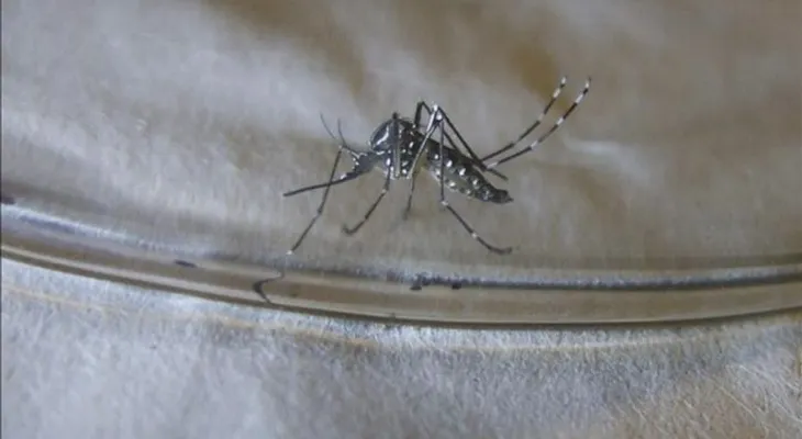 Brasil aprueba el uso primera vacuna contra el dengue