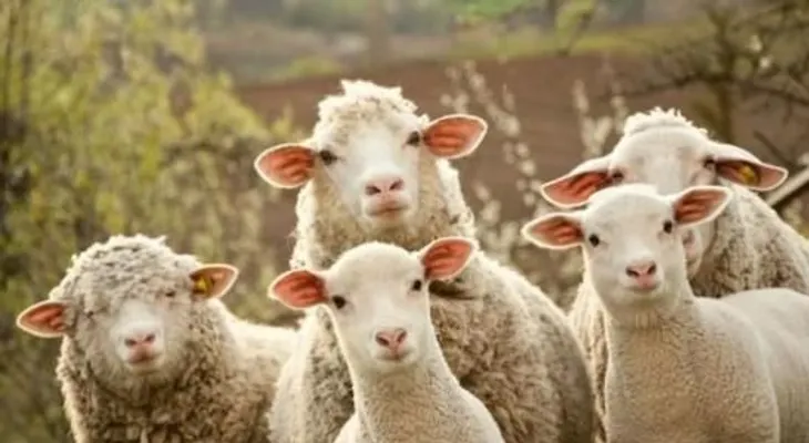  Las ovejas pueden reconocer rostros humanos en fotografías 