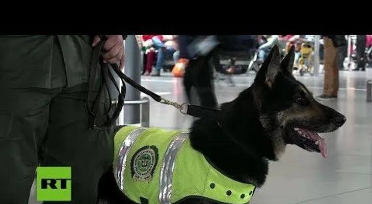 Ofrecen 70.000 dólares por la cabeza de este perro
