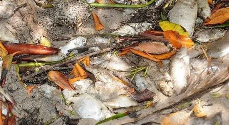 Algas marinas causan mortandad de peces en playas de República Dominicana