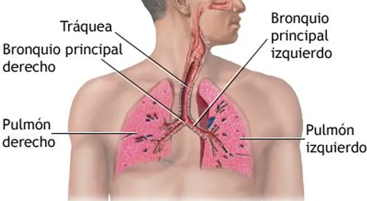 Tratamientos respiratorios para los trastornos pulmonares