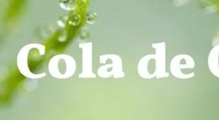 La cola de caballo: para caída del pelo, fortalecer las uñas, adelgazar, calambre, riñones, hemorroides, osteoporosis...